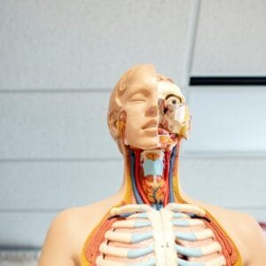 human anatomy figure below white wooden ceiling